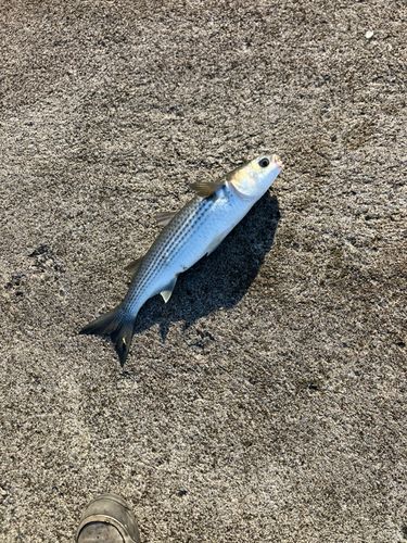 ボラの釣果