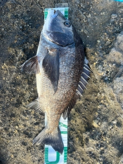 クロダイの釣果