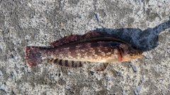 クジメの釣果