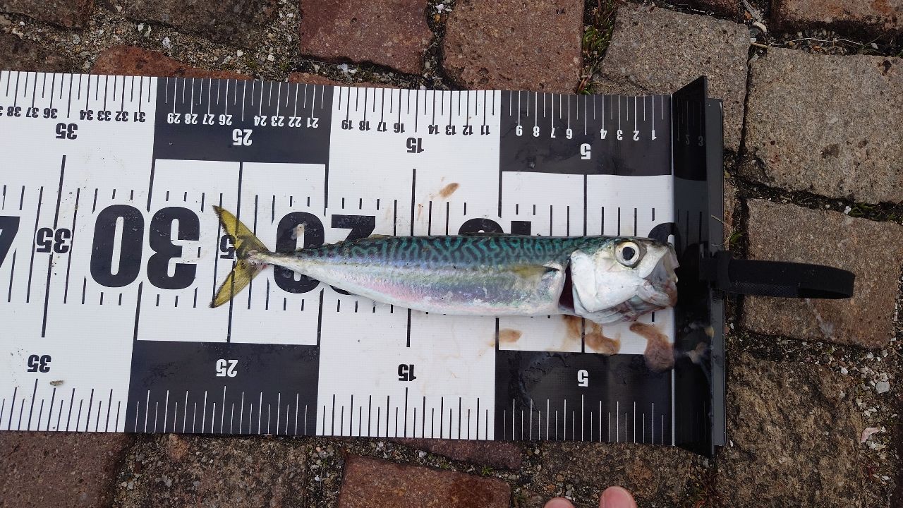 SHIMANO 23フリーゲーム S80MLの最安値・インプレ・釣果 | 本音の