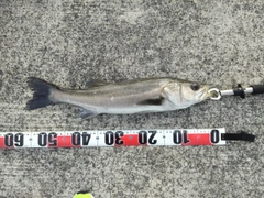 フッコ（マルスズキ）の釣果