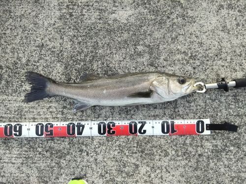 フッコ（マルスズキ）の釣果