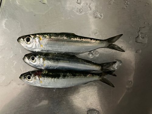 ヤクシマイワシの釣果