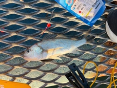 イシモチの釣果