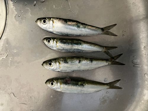 ミズンの釣果