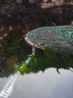 アメマスの釣果