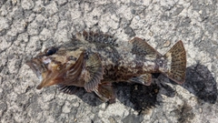 ムラソイの釣果