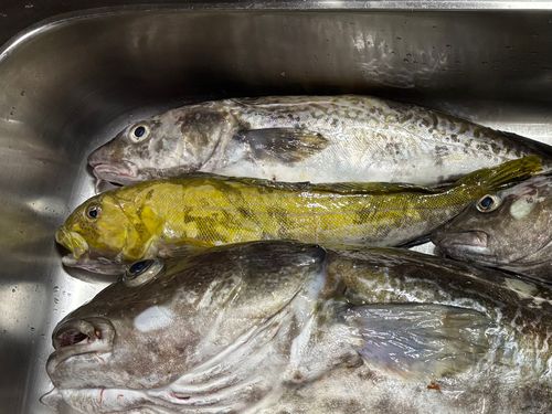 アイナメの釣果