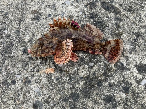 ガシラの釣果
