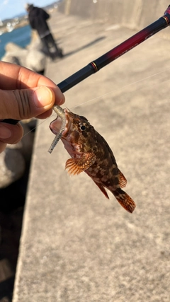 カサゴの釣果