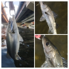 シーバスの釣果