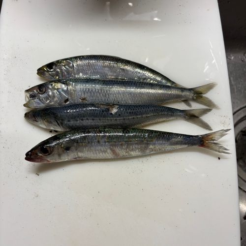 イワシの釣果