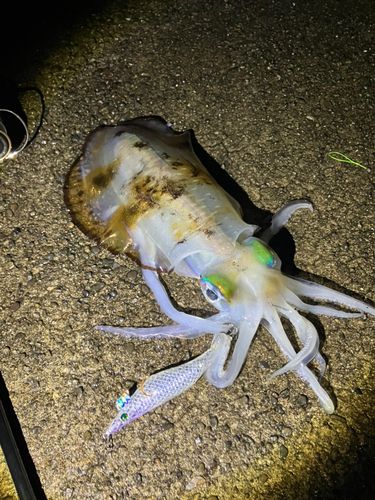 アオリイカの釣果