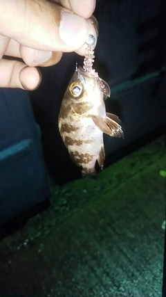 クロメバルの釣果