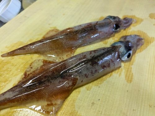 ヤリイカの釣果