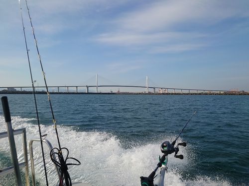 スルメイカの釣果