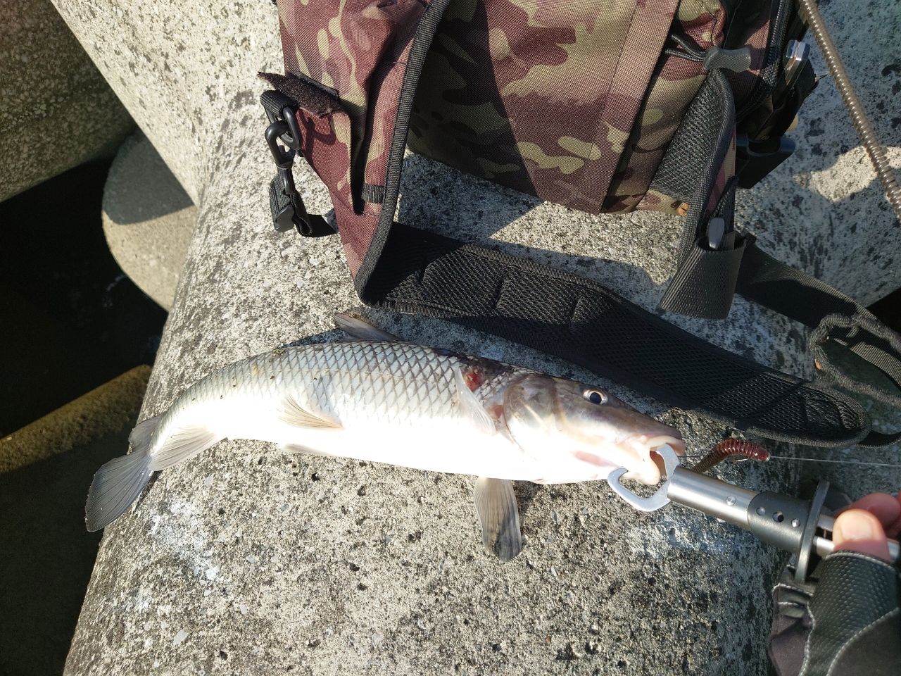 SHIMANO 20ゾディアス 264ML-2の最安値・インプレ・釣果 | 本音の