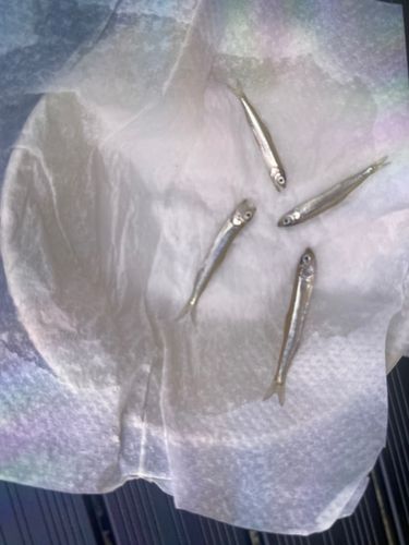 ワカサギの釣果