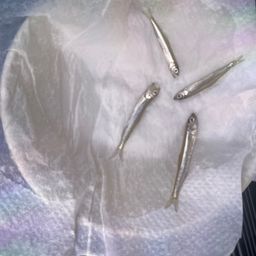ワカサギの釣果写真