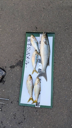 コノシロの釣果