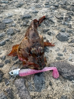 タイワンカマスの釣果