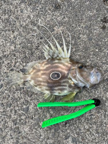マトウダイの釣果
