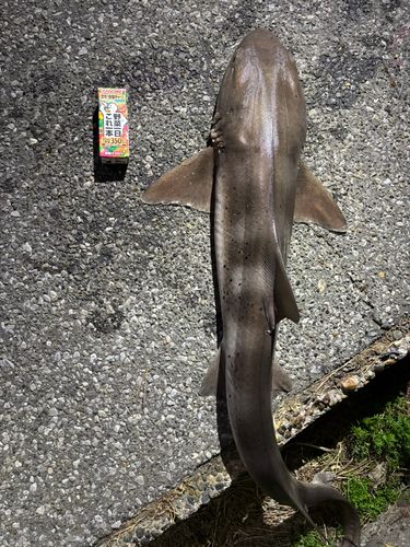 ドチザメの釣果