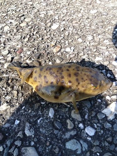 アカメフグの釣果