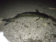 ボラの釣果