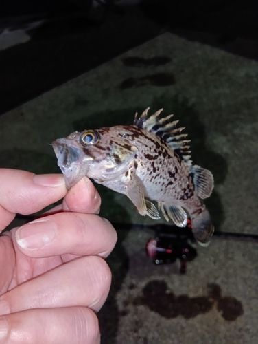 クロソイの釣果