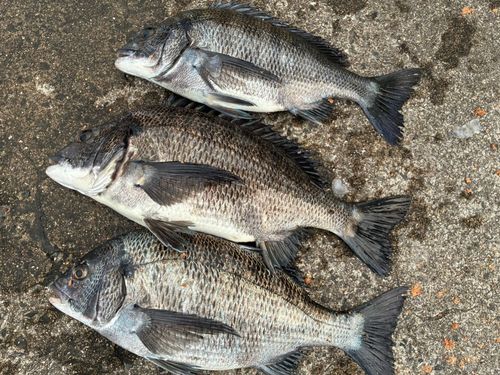 チヌの釣果