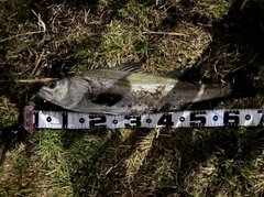 マルスズキの釣果