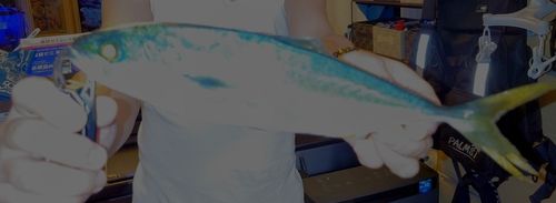 ヤズの釣果
