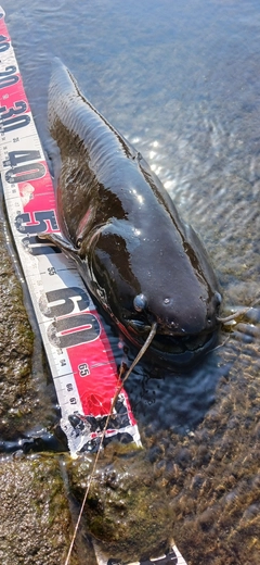 ナマズの釣果