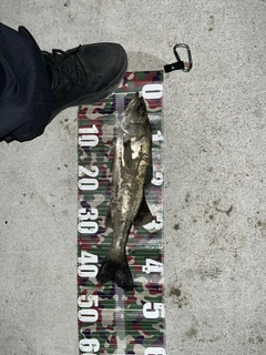 セイゴ（ヒラスズキ）の釣果