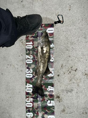 セイゴ（ヒラスズキ）の釣果