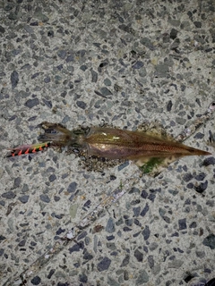ヤリイカの釣果