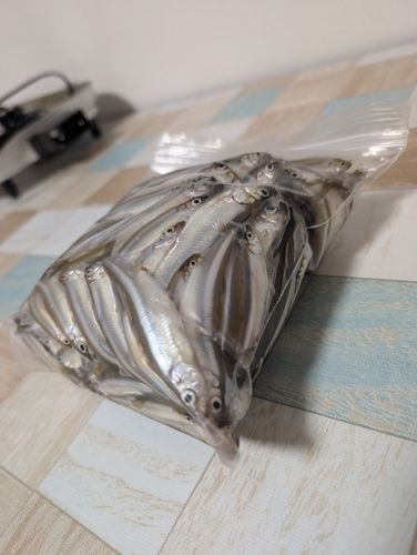 ワカサギの釣果