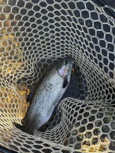 ニジマスの釣果