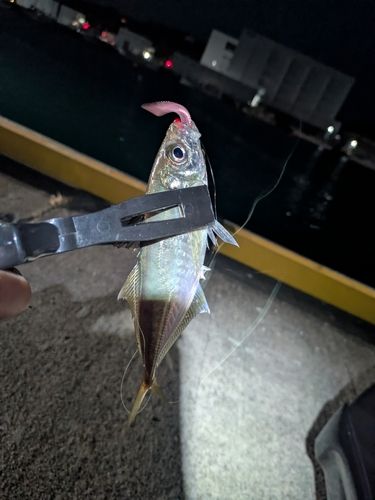 マアジの釣果