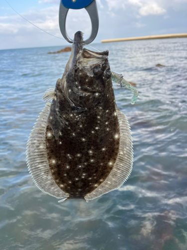 ヒラメの釣果