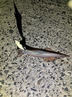ヤリイカの釣果