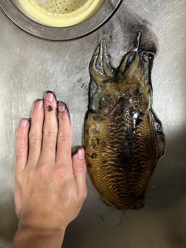 コウイカの釣果