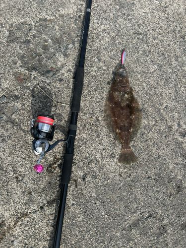ムシガレイの釣果