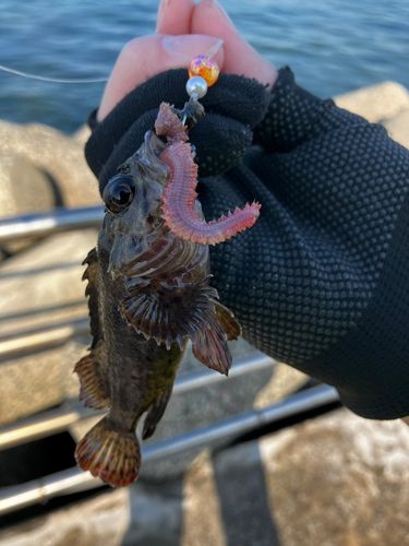 クロメバルの釣果
