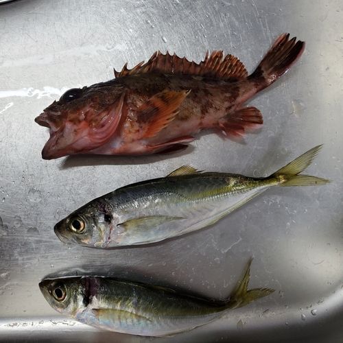 アジの釣果
