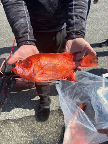 チカメキントキの釣果