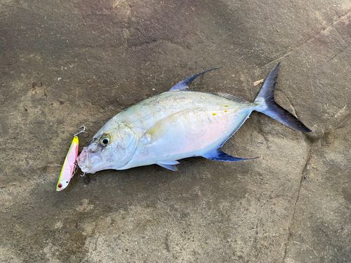 ナンヨウカイワリの釣果
