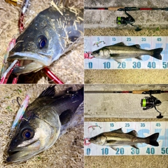 フッコ（マルスズキ）の釣果