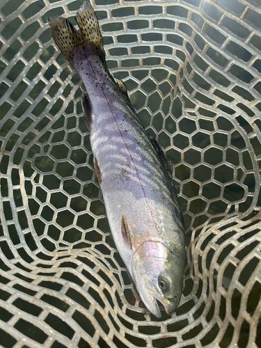トラウトの釣果